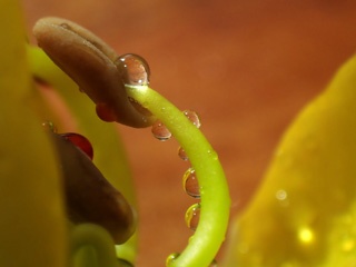 P2056452a.jpg